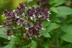 Ocimum basilicum var. thyrsiflorum